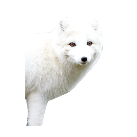 Arctic fox png