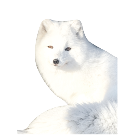 Transparent arctic fox png