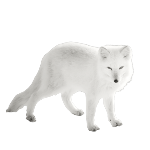 Arctic fox png transparent
