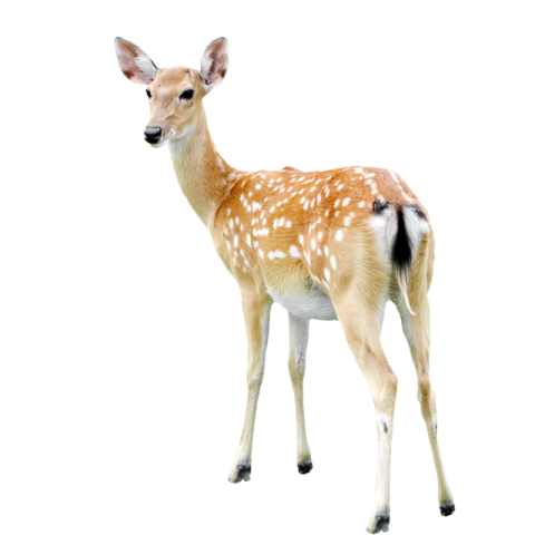 Deer png images