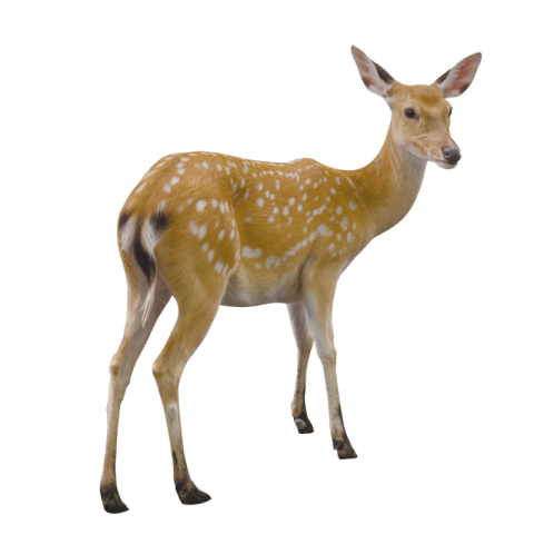 Deer png image