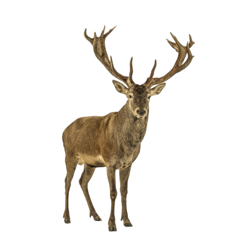 Deer png transparent
