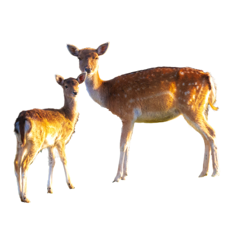 Transparent deer png