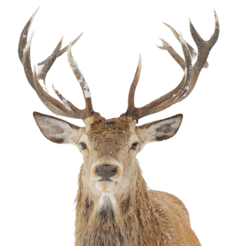 Frozen deer png