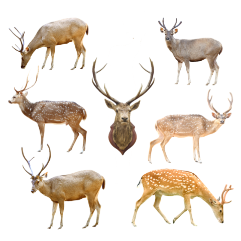 Deer png clipart