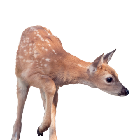 Deer png pic
