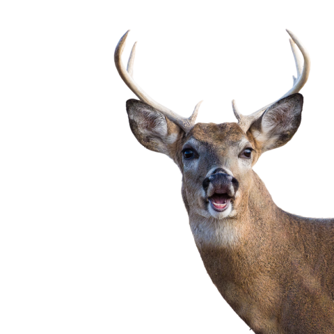 Transparent background deer png