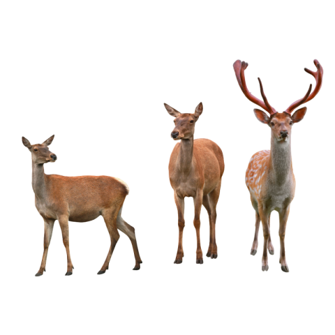Deer family photos png