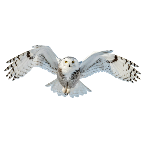 Black and white owl png background