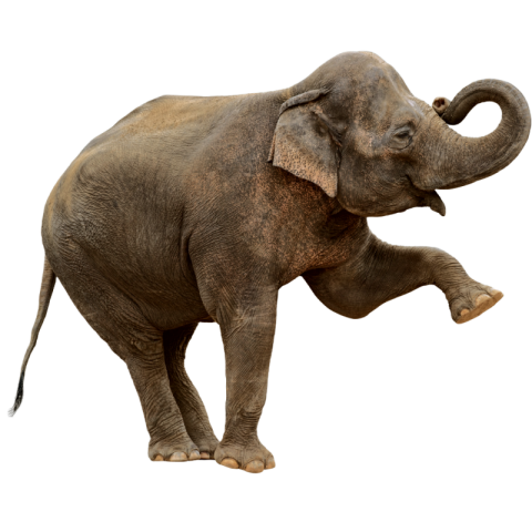 Elephant png free download