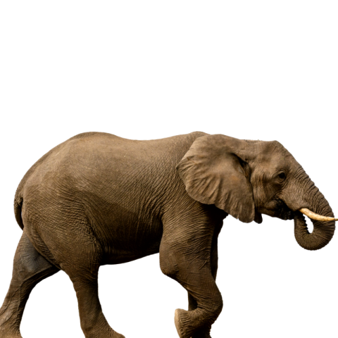 Elephant PNG transparent