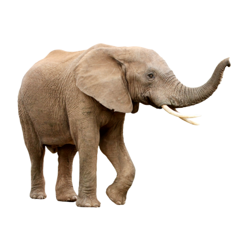 Elephant PNG background