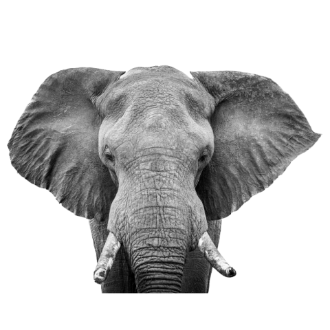 Elephant PNG transparent