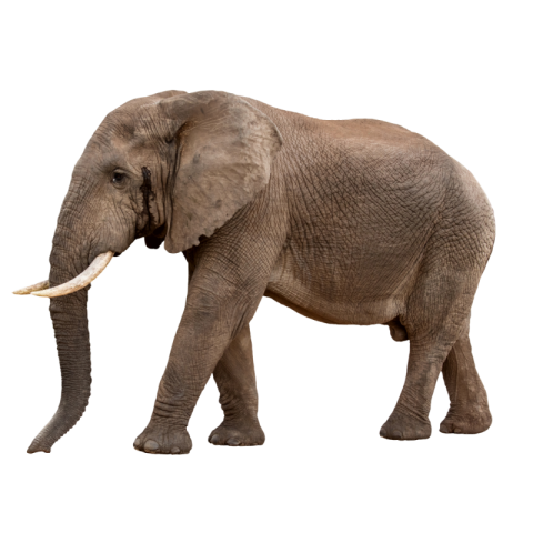 Elephant png images free