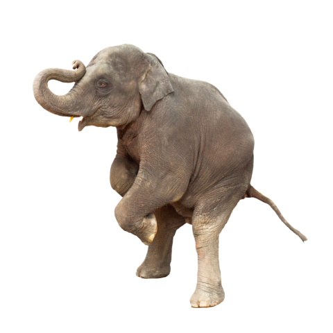 Elephant png images free download