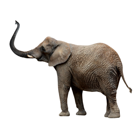 Elephant png hd