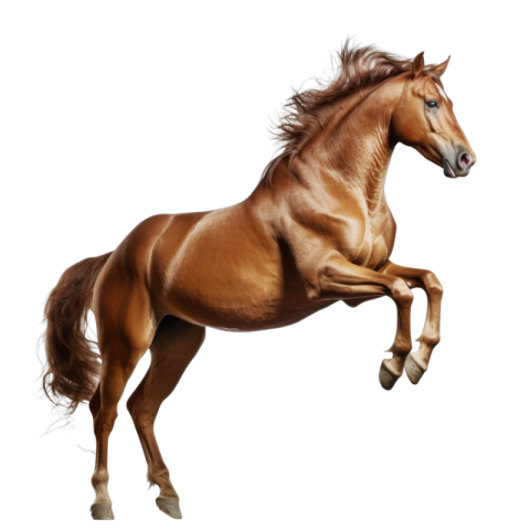 Horse png transparent