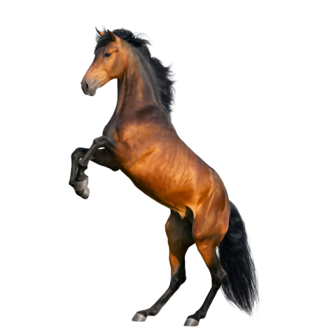 Horse png download