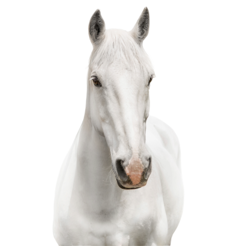 White horse png transparent