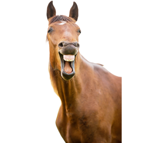 Horse png background