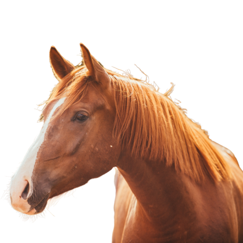 Red horse png free