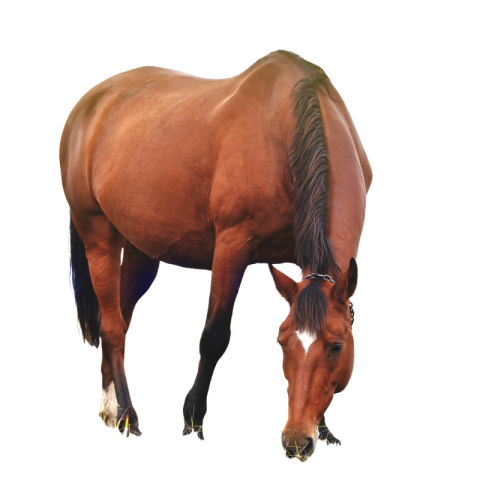 Red horse png background