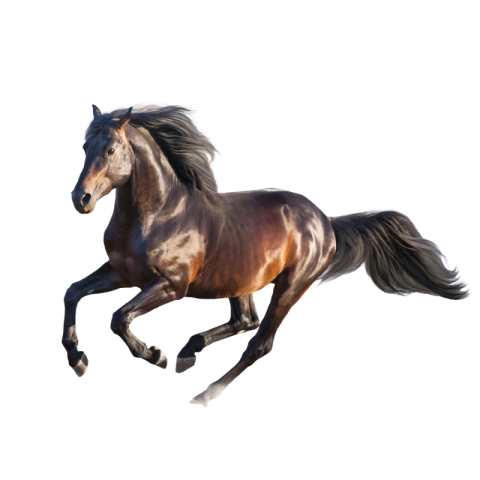 Black horse png download