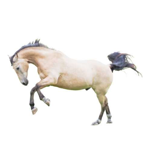 White horse png free
