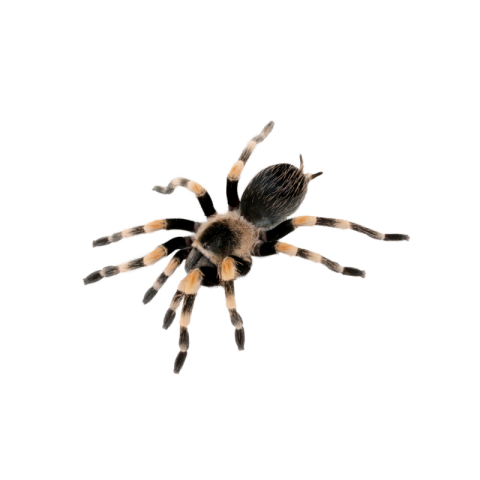 Spider png