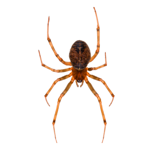 Spider png transparent