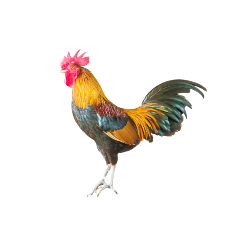 Hen png