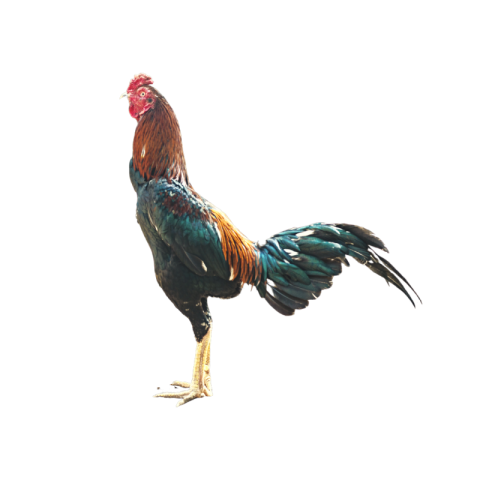 Hen png images