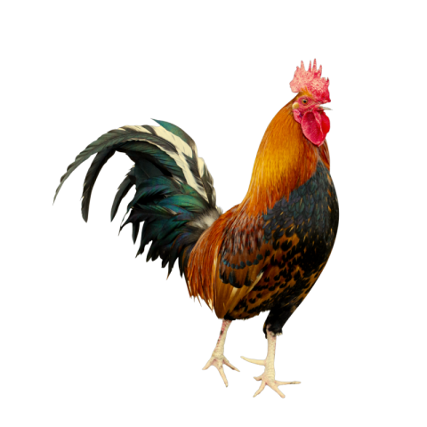 Hen png hd