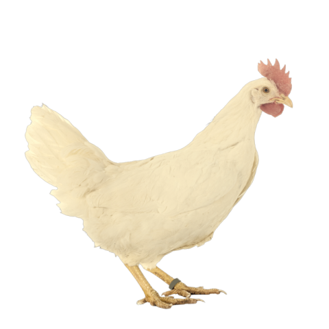 Transparent hen png