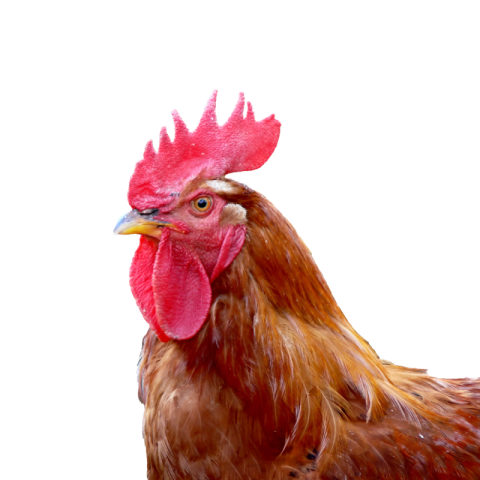 Red hen png background