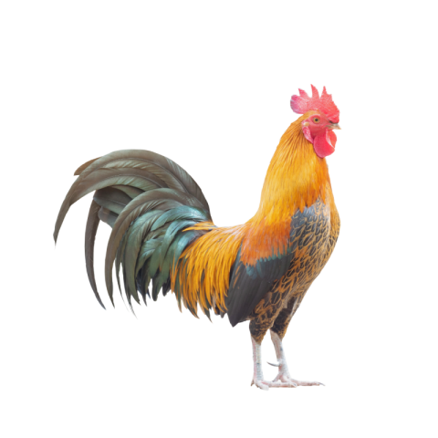 Hen png download
