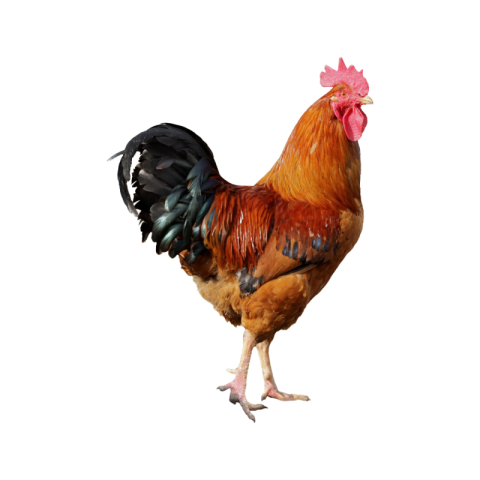 Hen png clipart