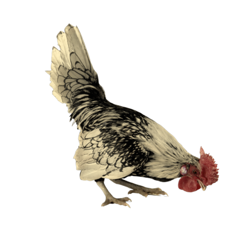 Poultry hen png