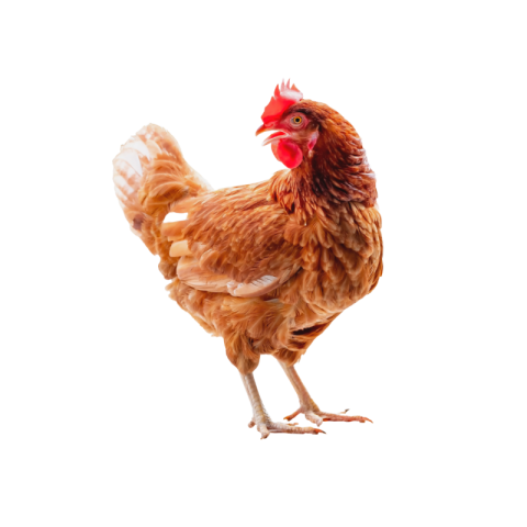 Hen png clipart