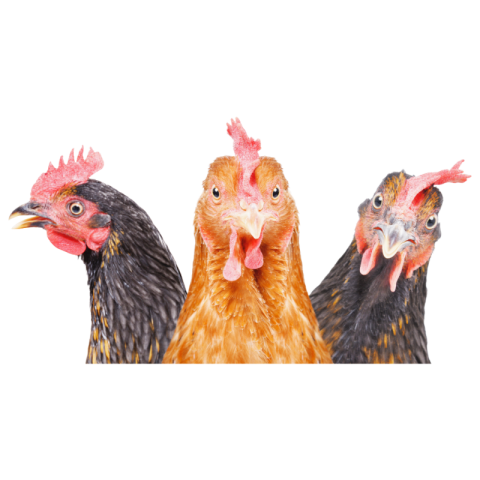 Hen png transparent image