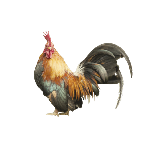 Cock png