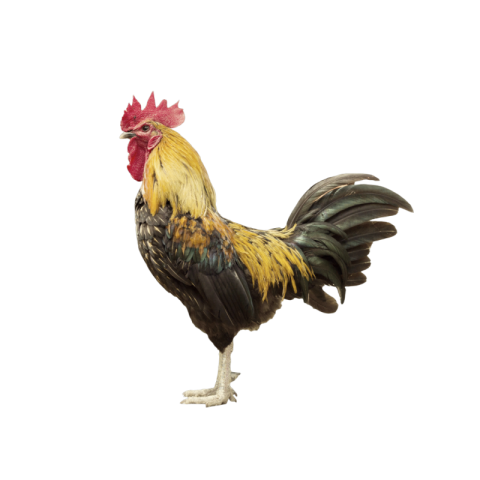 Cock png images