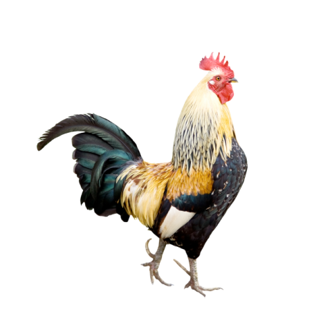Cock png image
