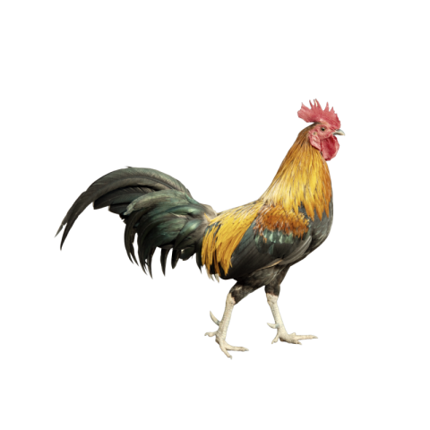 Cock png transparent