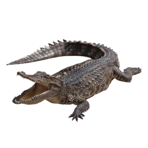 Crocodile png images