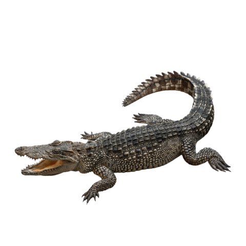 Crocodile png hd