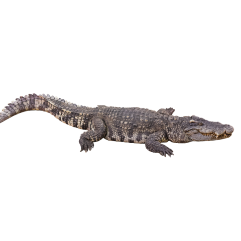 Transparent crocodile png