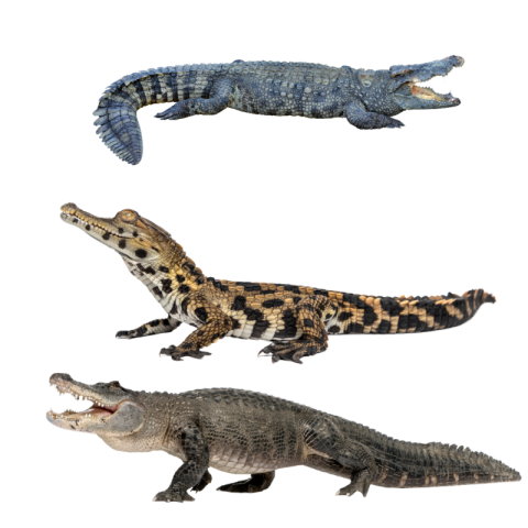 Crocodile png image