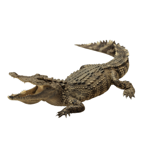 Crocodile mouth open