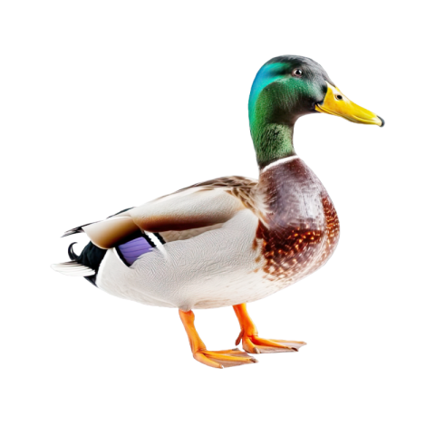 Duck png vector